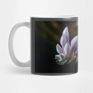 Kangaroo Paw Flower Mug